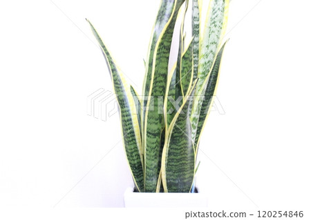 室內植物Sansuveria 室內植物Sansuveria 120254846