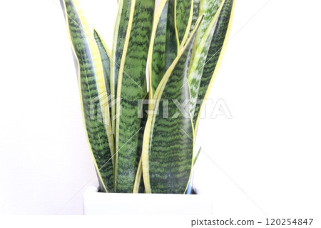 室內植物Sansuveria 120254847