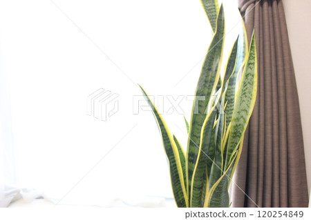 室內植物Sansuveria 室內植物Sansuveria 120254849