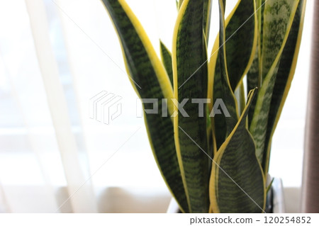 Houseplant Sansuveria Houseplant Sansuveria 120254852