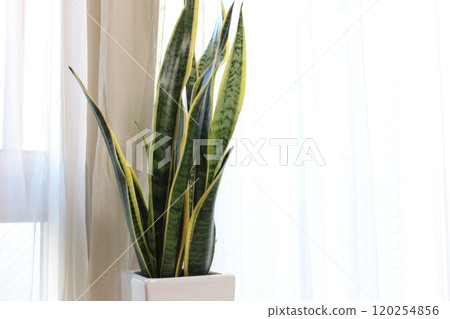 Houseplant Sansuveria 120254856