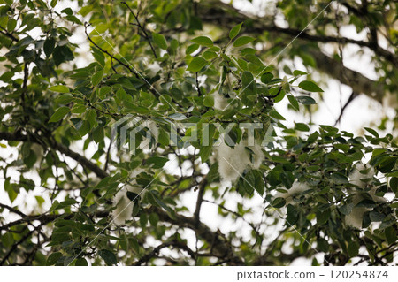 Soft white tufts hanging from vibrant green leaves in a tranquil forest during late springtime sunlight Soft white tufts hanging from vibrant green leaves in a tranquil forest during late springtime sunlight 120254874