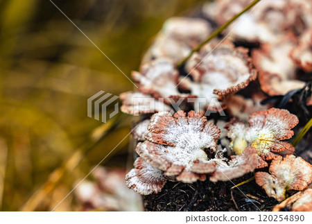 A close-up of vibrant mushrooms growing on decaying wood in a sunlit forest during early autumn 120254890