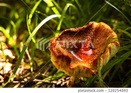 Golden-hued mushroom cradles a droplet of dew in a lush, sunlit forest clearing during early morning hours 120254893
