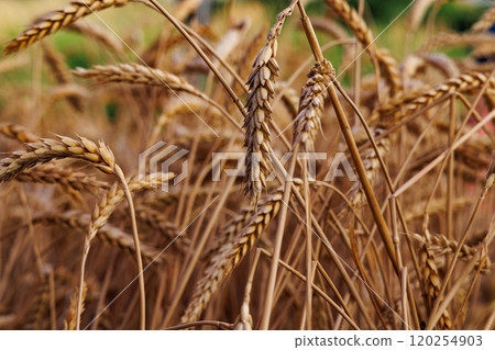 Golden wheat field swaying in the gentle breeze on a sunny afternoon amid a picturesque rural landscape 120254903