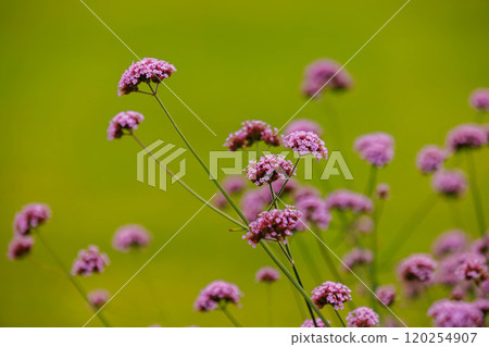 Vibrant clusters of delicate pink flowers sway gently in a sunlit meadow, capturing the essence of nature's beauty 120254907