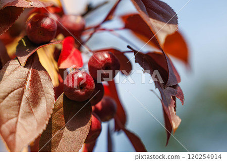 Vibrant red berries nestled among autumn leaves under a clear blue sky in a picturesque landscape 120254914