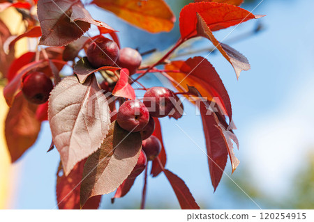 Vibrant red fruits and colorful leaves adorn a tree branch against a bright blue sky in autumn's embrace 120254915