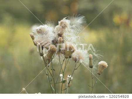 Delicate white fluff dances on wildflowers in a sunlit meadow during a serene afternoon in late summer 120254920