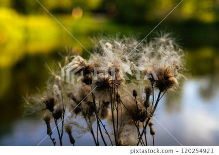 Delicate wildflowers swaying gently by a serene lake in the golden light of evening 120254921