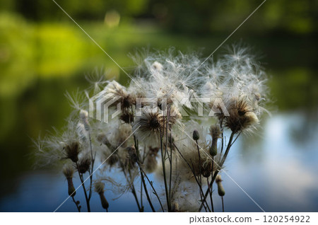 Fluffy seed heads dance in the breeze near a serene lake surrounded by lush greenery on a sunny day Fluffy seed heads dance in the breeze near a serene lake surrounded by lush greenery on a sunny day 120254922