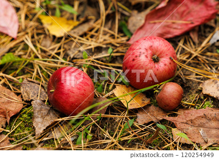 Red apples nestled among autumn leaves and pine needles in a serene forest setting during fall Red apples nestled among autumn leaves and pine needles in a serene forest setting during fall 120254949