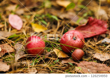 Fallen red apples surrounded by autumn leaves on earthy ground in a serene forest setting Fallen red apples surrounded by autumn leaves on earthy ground in a serene forest setting 120254950