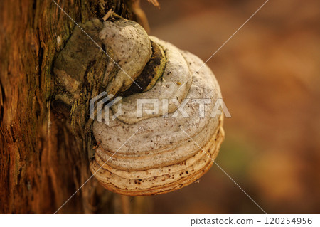 Unique fungi growing on the side of an old tree trunk in a peaceful forest during autumn Unique fungi growing on the side of an old tree trunk in a peaceful forest during autumn 120254956
