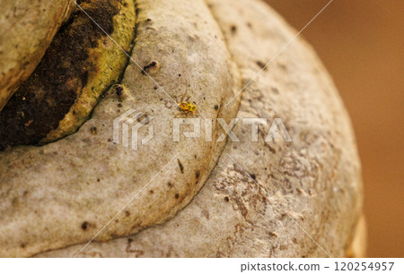 Intricate patterns on an ancient tree trunk with a tiny insect exploring its textured surface 120254957