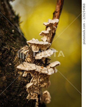 Delicate fungi cluster thriving on a sunlit tree trunk in a serene woodland setting 120254968