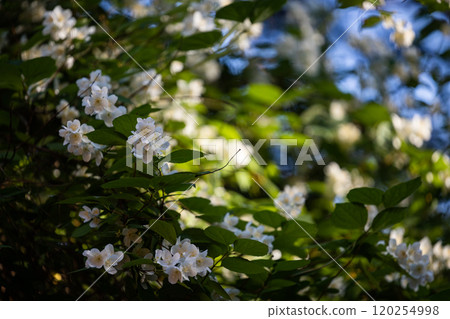 Delicate white blossoms bloom vibrantly in sunlight among lush green foliage in a serene garden setting Delicate white blossoms bloom vibrantly in sunlight among lush green foliage in a serene garden setting 120254998