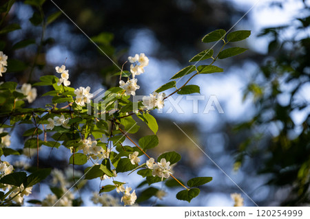 Delicate white blossoms thrive on branches under a bright blue sky in a serene woodland setting during springtime Delicate white blossoms thrive on branches under a bright blue sky in a serene woodland setting during springtime 120254999