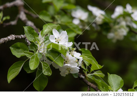 Delicate white apple blossoms blooming on a vibrant green branch during spring in a peaceful garden 120255012