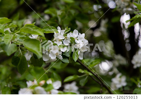Delicate white blossoms bloom amidst lush green leaves in a serene garden during springtime's gentle embrace 120255013