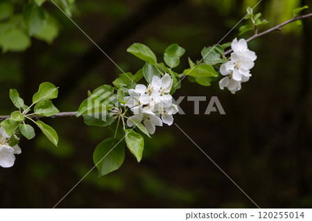 Delicate white apple blossoms bloom on a slender branch in a serene garden during springtime Delicate white apple blossoms bloom on a slender branch in a serene garden during springtime 120255014