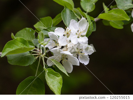Delicate white blossoms bloom amidst vibrant green leaves in a tranquil spring garden 120255015