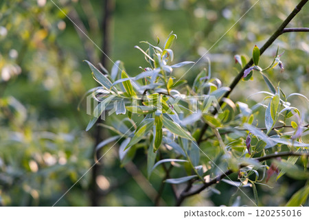 Lush green leaves glisten in the early morning light at a serene garden in springtime, inviting nature's beauty Lush green leaves glisten in the early morning light at a serene garden in springtime, inviting nature's beauty 120255016