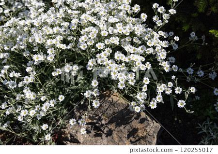 A vibrant cluster of delicate white flowers blooming against a rustic stone in a sunny garden A vibrant cluster of delicate white flowers blooming against a rustic stone in a sunny garden 120255017