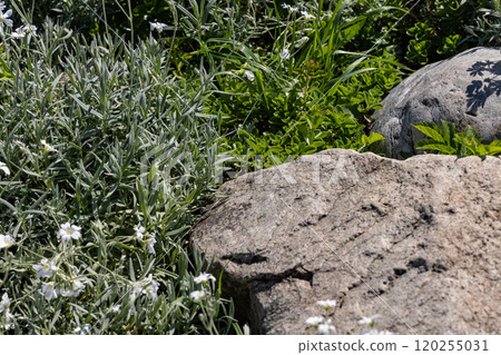 A tranquil garden setting featuring lush greenery and textured stones under gentle sunlight on a warm afternoon A tranquil garden setting featuring lush greenery and textured stones under gentle sunlight on a warm afternoon 120255031