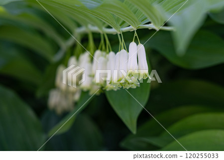 Delicate white bell-shaped flowers hang gracefully among lush green leaves in a serene garden setting Delicate white bell-shaped flowers hang gracefully among lush green leaves in a serene garden setting 120255033