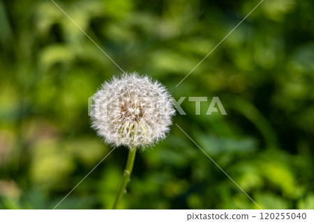 Delicate dandelion puff sways gently in the warm sunlight amidst lush greenery in the early afternoon 120255040