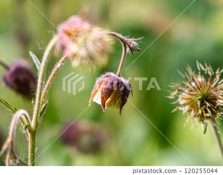 Delicate wildflower blooms in soft sunlight at a tranquil meadow during early summer mornings 120255044
