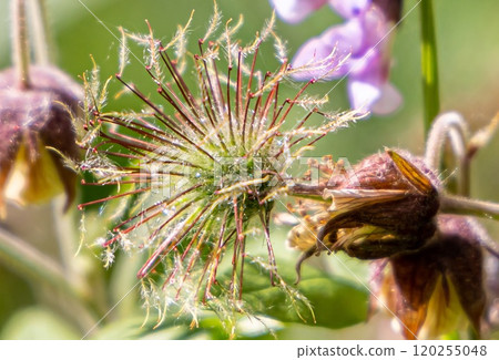 Discovering intricate details of a wildflower with delicate petals and fascinating seed formation in sunlight 120255048