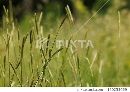 Gentle breeze sways tall grass in a sunlit meadow during a warm summer afternoon Gentle breeze sways tall grass in a sunlit meadow during a warm summer afternoon 120255069