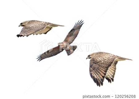 Cutout image of a buzzard 120256208