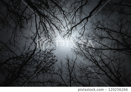 Dark overcast skies and bare branches: visual metaphor for gloom Dark overcast skies and bare branches: visual metaphor for gloom 120256266