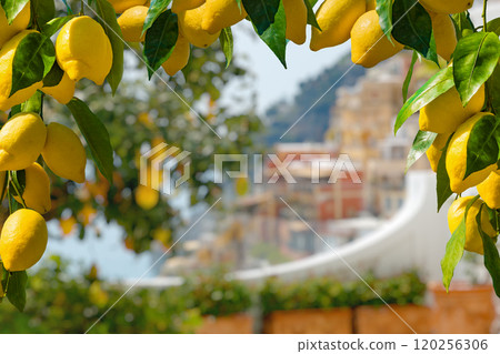 Vibrant ripe lemons hanging from lush green branches 120256306