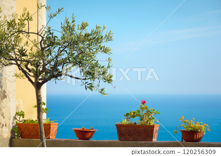 Mediterranean serenity: olive tree and potted flowers overlooking sea in Italy Mediterranean serenity: olive tree and potted flowers overlooking sea in Italy 120256309