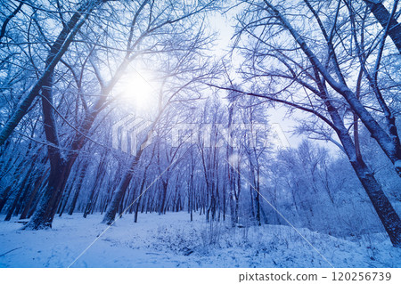 Winter forest in sunny cold weather 120256739