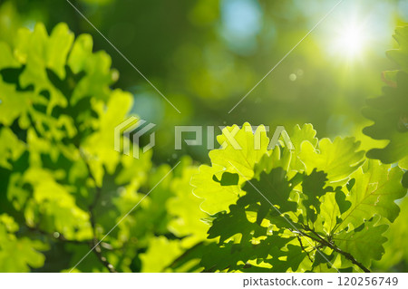 Green oak leaves in sunny summer weather Green oak leaves in sunny summer weather 120256749