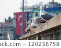 Seagulls rest on stone railing in Istanbul, Turkey 120256758