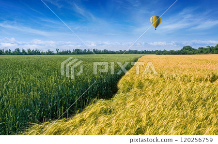 Hot air balloon flies over agricultural field Hot air balloon flies over agricultural field 120256759