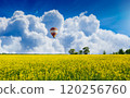 Hot air balloon floats above blooming yellow field of rapeseed 120256760