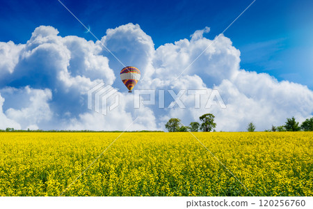 Hot air balloon floats above blooming yellow field of rapeseed 120256760