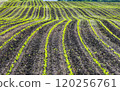 Agricultural field with green sprouts in rows 120256761