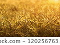 Agricultural barley or wheat field at sunset 120256763