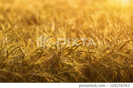 Agricultural barley or wheat field at sunset 120256763
