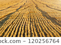 Harvested Wheat Field at Sunset 120256764