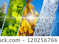 Seasonal transition collage - from spring bloom to winter frost 120256766