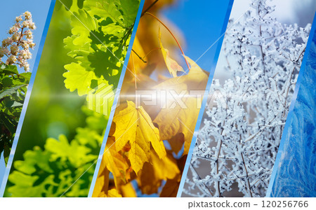Seasonal transition collage - from spring bloom to winter frost 120256766